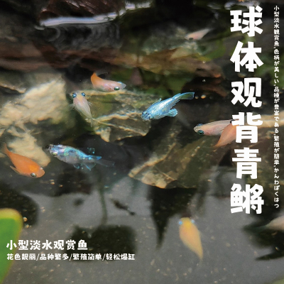 球体观背青鳉冷水好养耐活