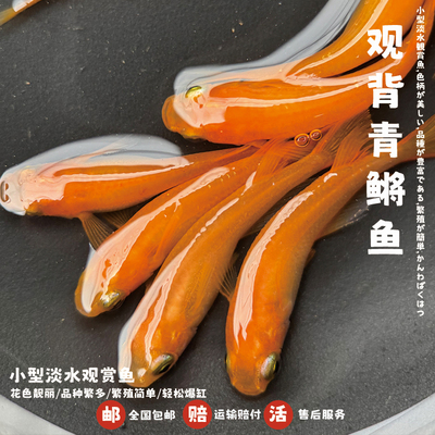 观背青鳉鱼红帝青鳉魔法鱼