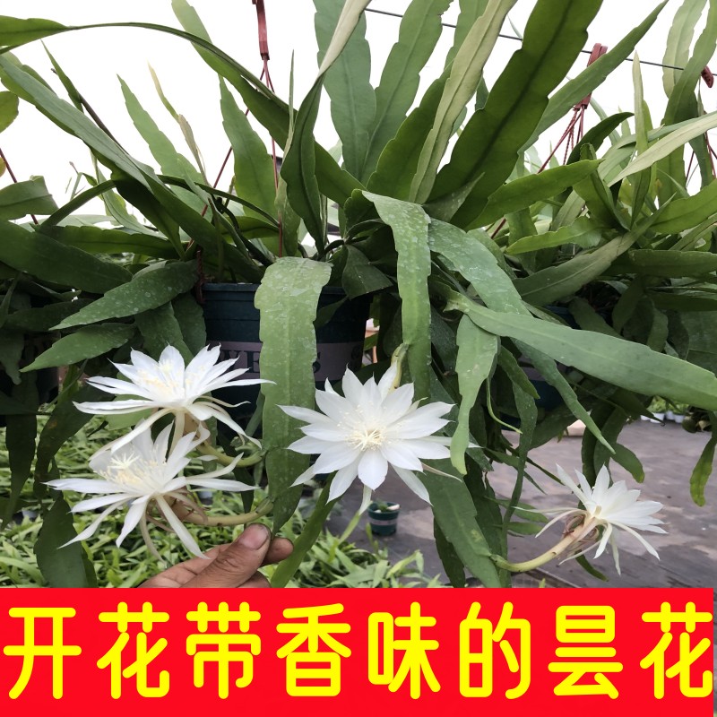 印尼小叶昙花卷叶鱼骨令箭盆栽苗一梦月下美人好养开花带香味四季