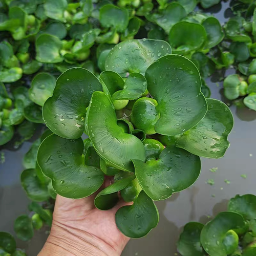 水葫芦小苗池塘鱼缸造景易养