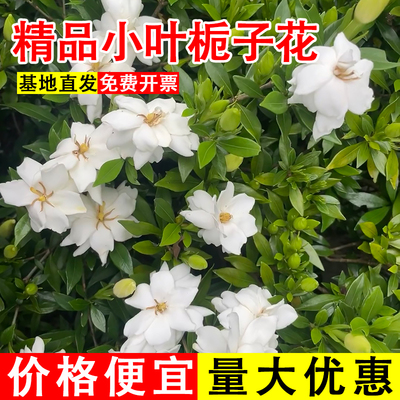 小叶栀子花树苗重瓣四季常青地栽园林工程绿化苗花卉庭院绿篱植物