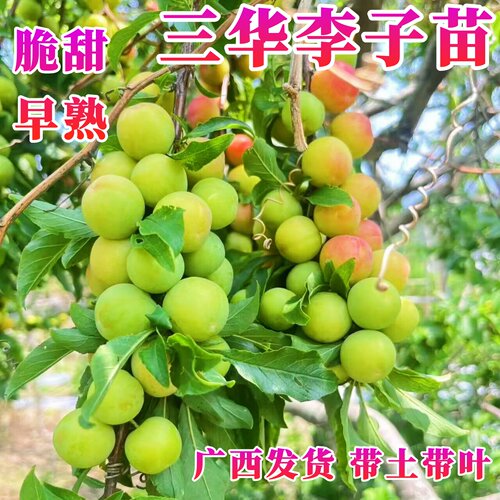 早熟三月李树苗嫁接银妃三华李苗