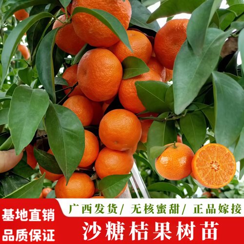 广西沙糖桔嫁接苗当年可种植