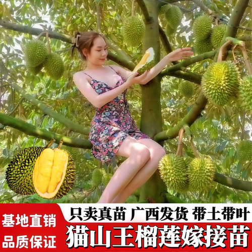 正宗嫁接榴莲苗阳台庭院盆栽地栽