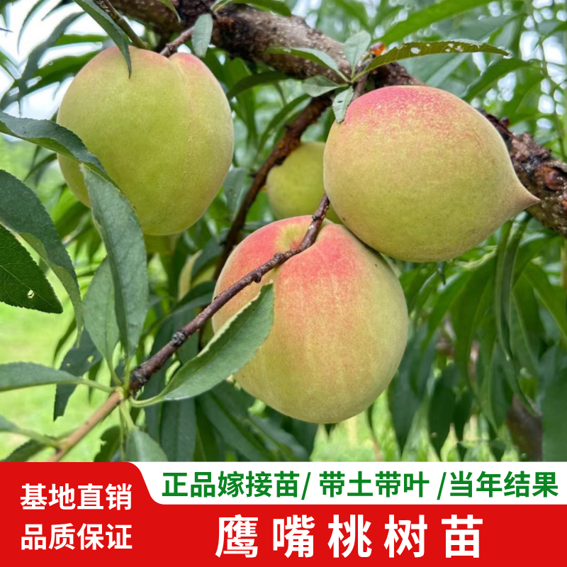 正宗广东连平鹰嘴桃苗红花嫁接鹰嘴蜜桃苗包成活桃树苗南北方可种