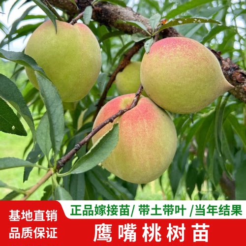 鹰嘴桃树苗嫁接苗盆栽当年结果苗