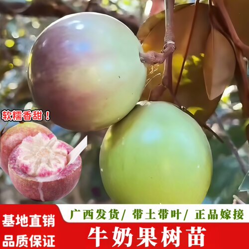 越南牛奶果嫁接苗牛奶果苗四季