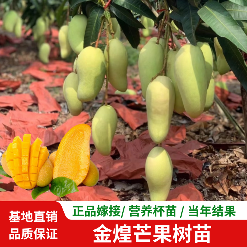 常绿大金煌芒果树苗嫁接阳台盆栽