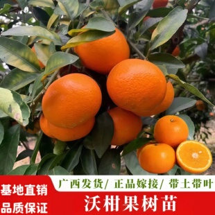 沃柑苗广西武鸣沃柑树苗正宗嫁接果苗南方北方种植地栽盆栽果树苗