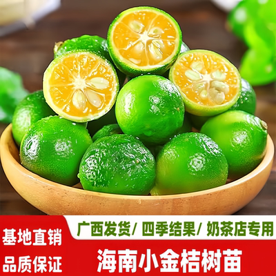 海南小青柠树苗嫁接苗带果发货苗