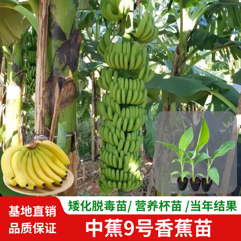 香蕉王中蕉9号香蕉苗树红香蕉粉蕉苗当年结果单果两百斤盆栽地栽