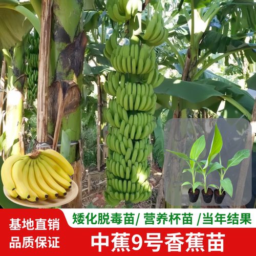 一个月结果中蕉9号香蕉王盆栽树