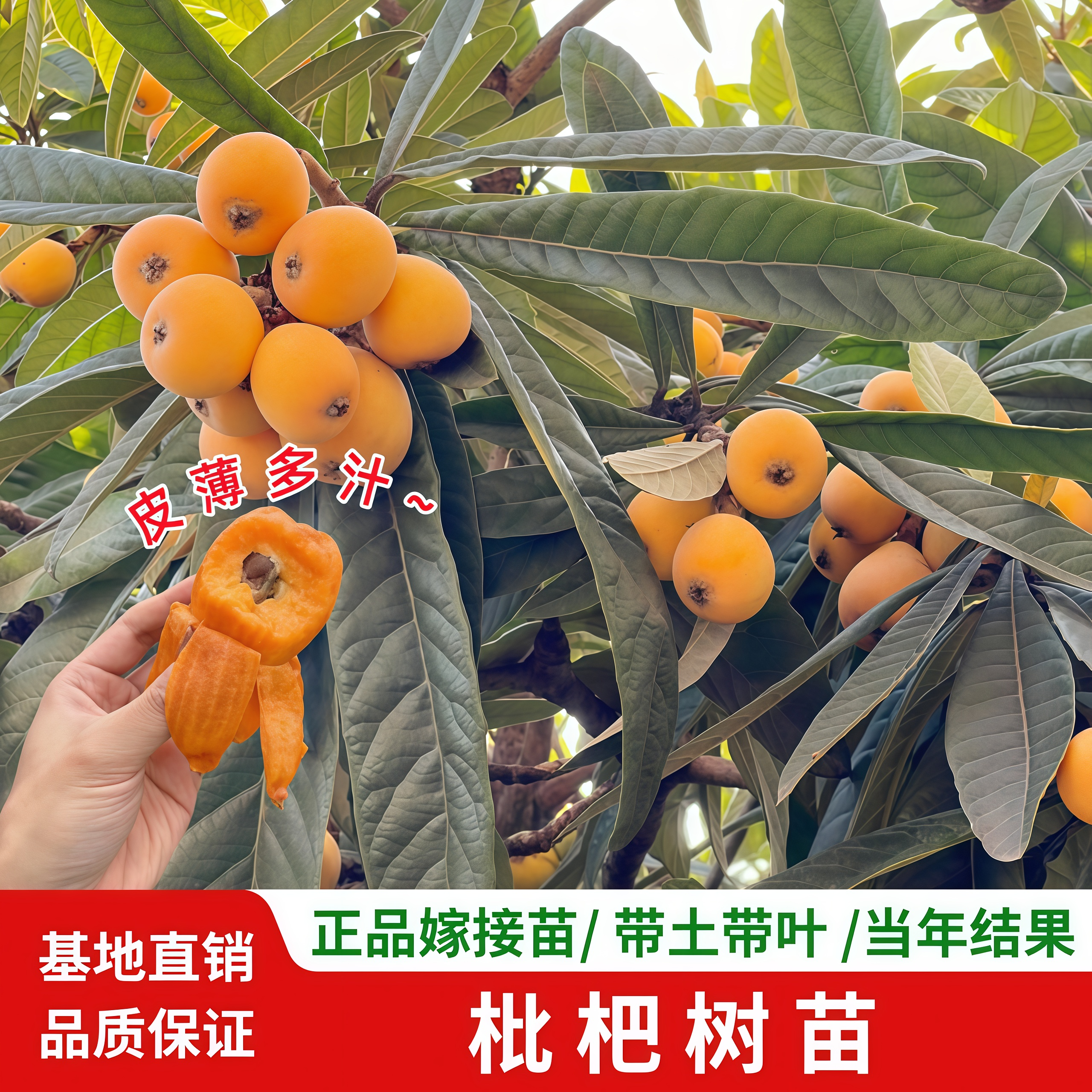 枇杷树果苗嫁接大五星枇杷树苗白玉枇杷大果枇杷耐寒南北方盆种植