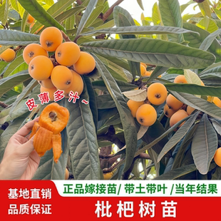 枇杷树果苗嫁接大五星枇杷树苗白玉枇杷大果枇杷耐寒南北方盆种植