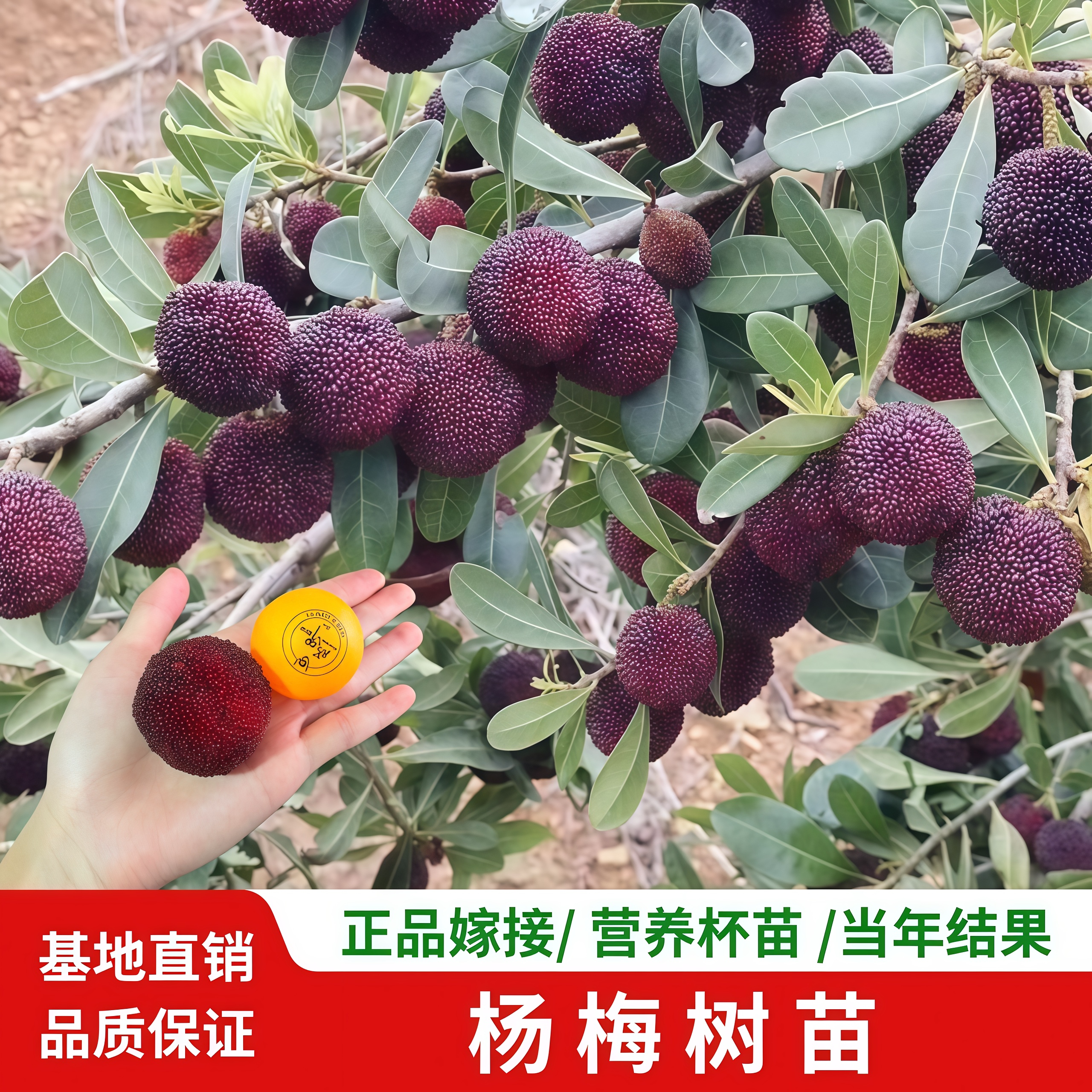 杨梅树树苗黑炭东魁杨梅特大树苗嫁接果苗当年结果南北方种植带土