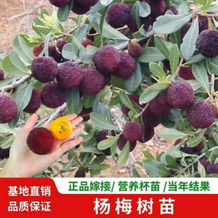 杨梅树树苗黑炭东魁杨梅特大树苗嫁接果苗当年结果南北方种植带土