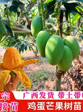 椰香鸡蛋芒果苗阳台庭院芒果树苗