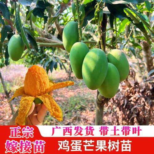 椰香鸡蛋芒果苗阳台庭院芒果树苗