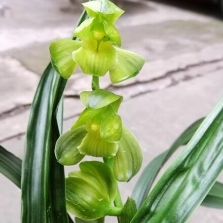 华辉兰苑实物兰花墨兰新精品荷瓣素花-矮种素荷（此盆3苗2大芽）