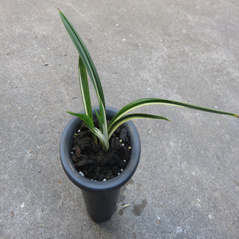 华辉兰苑实物兰花墨兰矮种-老种达摩雪白中透艺 (此盆2苗1大芽）