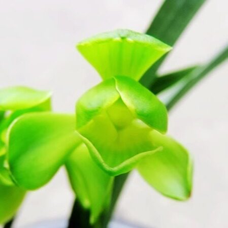 华辉兰苑实物兰花墨兰精品素花梅瓣-荷型素水仙瓣（此盆7苗）