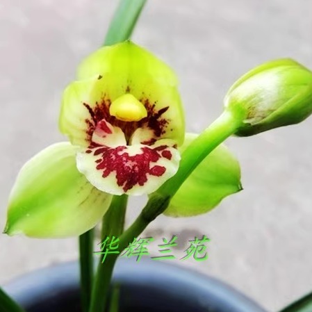 华辉兰苑实物兰花建兰铭品大花荷瓣-将军荷 (此盆5苗2开口大芽)