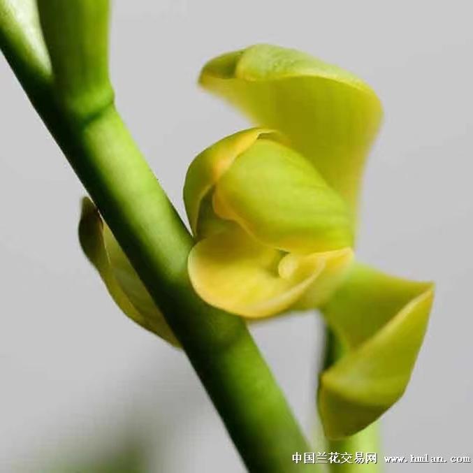 华辉兰苑花卉实物兰花墨兰新品素心正格花梅瓣-圆素梅(此盆3苗)
