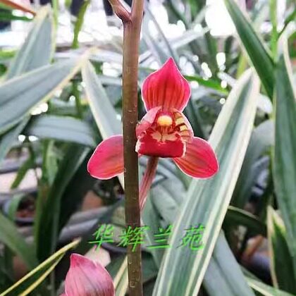 华辉兰苑实物兰花墨兰精品花艺双全-红神荷中透艺 (此盆3头苗)