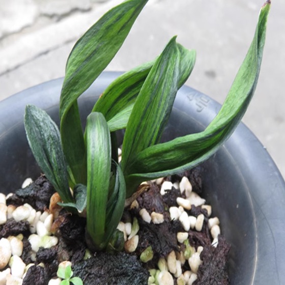 华辉兰苑实物兰花墨兰精品矮种皱皮荷瓣-珍珠龙线艺(此盆4苗1芽)