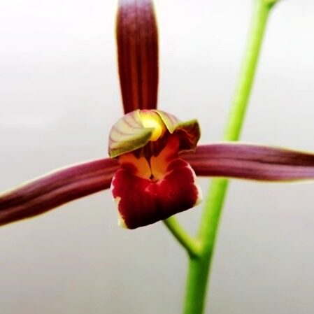 华辉兰苑实物兰花墨兰新精品色花翠绿杆红舌红花（此盆2苗1大芽）