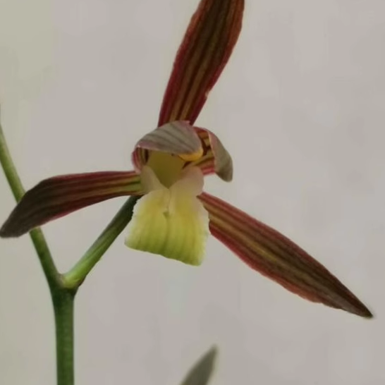 华辉兰苑实物兰花墨兰精品线艺素舌色花-胭脂白玉(此盆6苗)