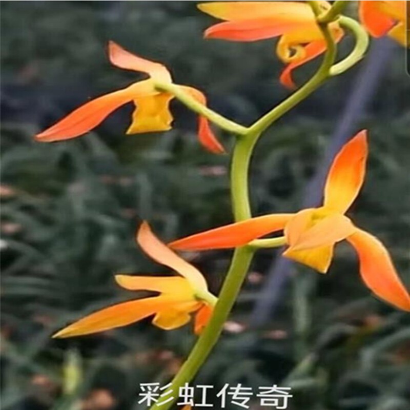 华辉兰苑实物兰花墨兰精品漂亮转色素花彩虹传奇（此盆2苗1芽）