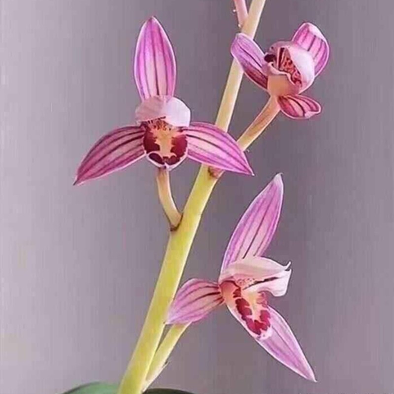 华辉兰苑实物兰花建兰铭品桃娇漂亮中斑进化艺（此盆1苗1芽）子苗