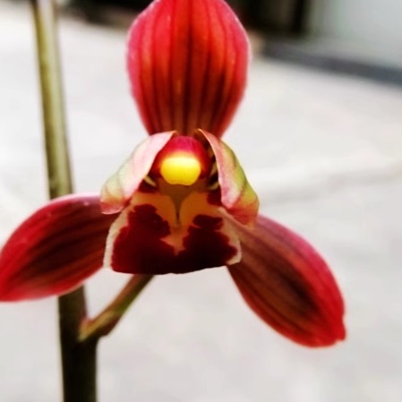 华辉兰苑实物兰花墨兰铭品线艺色花荷瓣-红神荷 (此盆4头苗)