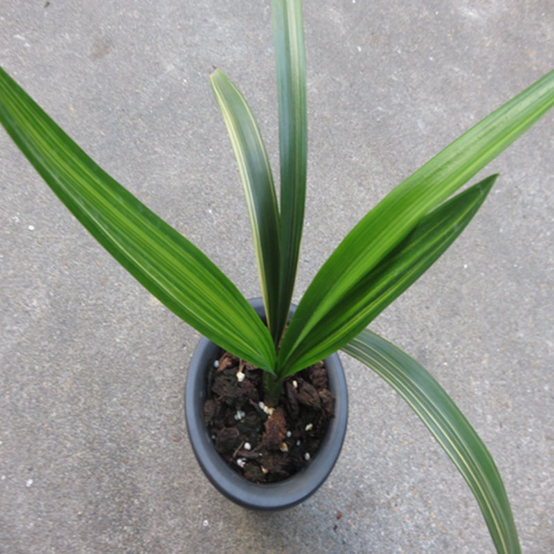 华辉兰苑花卉实物兰花墨兰线艺荷瓣-金太阳中斑双色艺（此盆2苗）