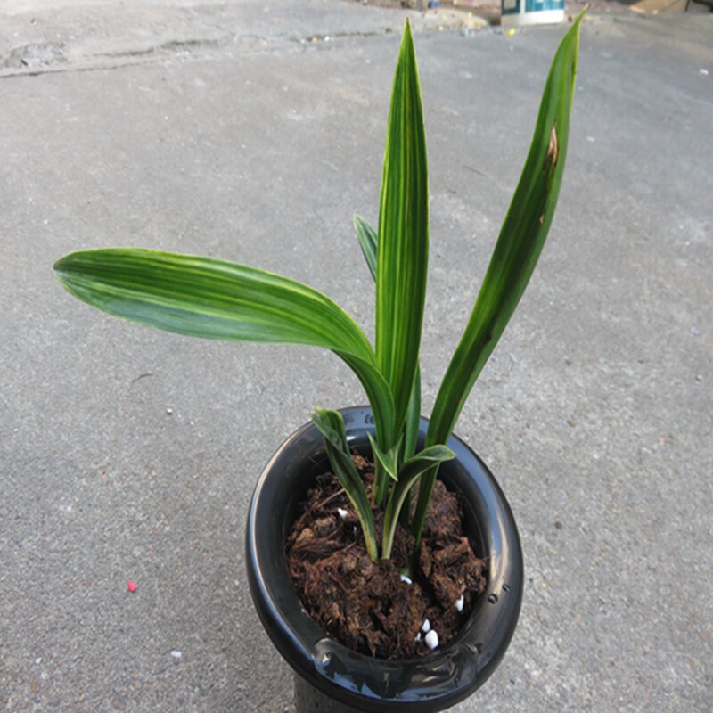 华辉兰苑实物兰花墨兰精品 老种达摩中斑出先斑艺(此盆3头苗）