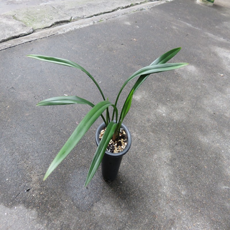 华辉兰苑实物兰花墨兰新精品漂亮色花血丝舌 (此盆2苗2大芽）壮苗
