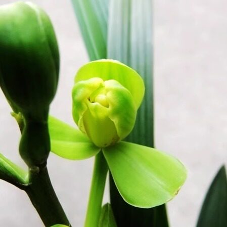 华辉兰苑实物兰花建兰新品梅瓣-麻杆赤壳素大梅（此盆4苗2大芽）