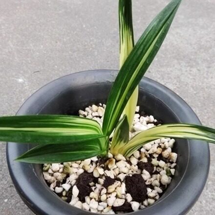 华辉兰苑实物兰花墨兰精品矮种-老种达摩中透瑞鹰艺 (此盆2苗）