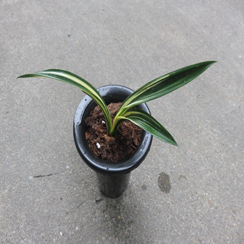 华辉兰苑实物兰花墨兰矮种老种达摩漂亮中班落头艺 (此盆1苗1芽）