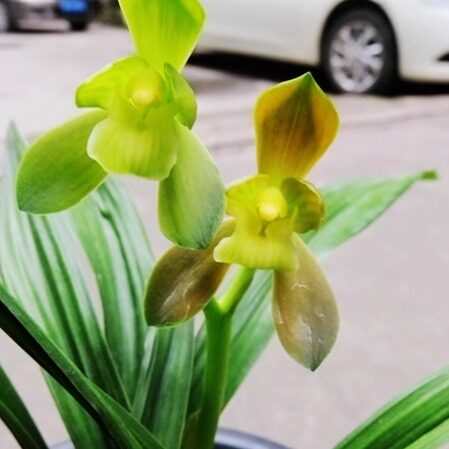 华辉兰苑实物兰花墨兰新精品矮种转色花正格素荷（此盆5苗1花苞）