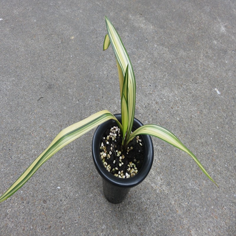 华辉兰苑实物兰花墨兰精品线艺荷瓣金太阳中透艺（此盆2苗1大芽）