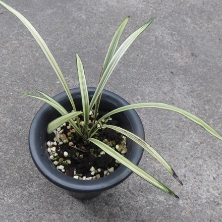 华辉兰苑实物兰花建兰中矮种中透线艺-四季花木兰(此盆5苗1芽)