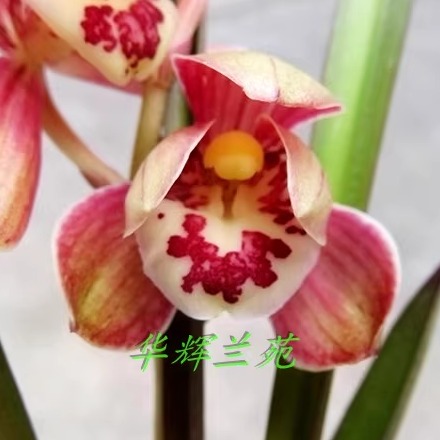 华辉兰苑实物兰花建兰精品正格色花荷瓣-红草红荷(此盆4苗)