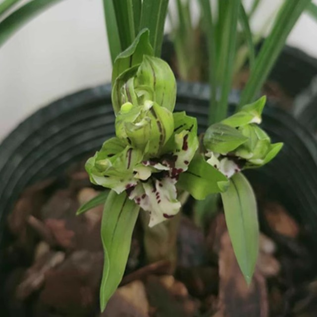 华辉兰苑实物兰花春兰铭品漂亮奇花-翡翠牡丹 (此盆5苗2大芽)