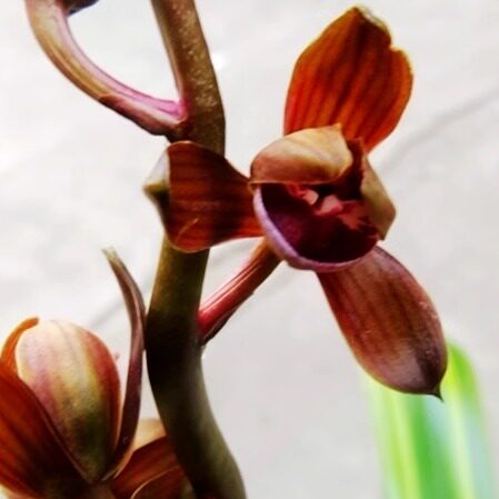 实物兰花墨兰铭品花艺双全线艺荷瓣-金太阳斑缟双色艺（此盆3苗）