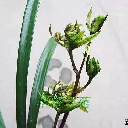 华辉兰苑实物兰花寒兰多舌多瓣牡丹型奇花 -寒兰奇花 (此盆5苗)