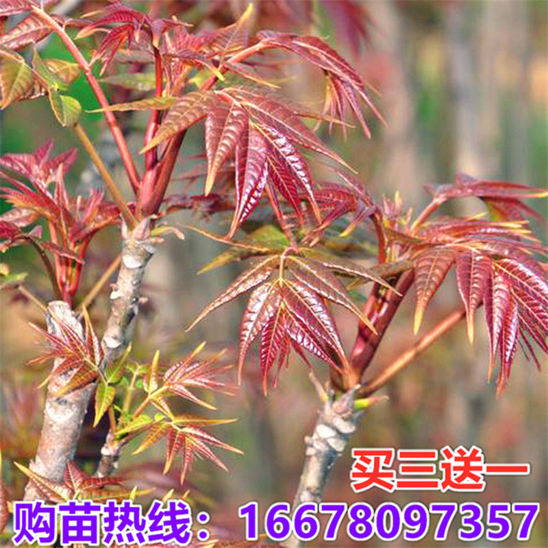 红油香椿苗果树苗椿树苗盆栽食用百变造型香皂