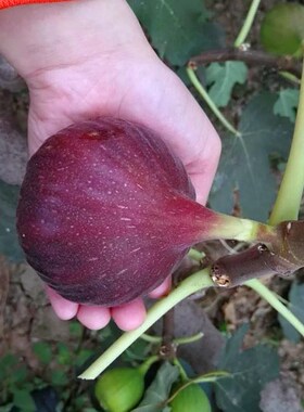 巴劳内无花果树苗 巴劳耐 芭劳奈大芭盆栽地栽 丰产早熟当年结果