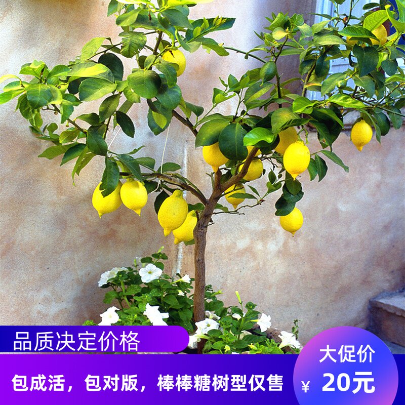 四季柠檬树苗嫁接台湾香水柠檬树苗无籽无核青柠果苗阳台盆栽果树